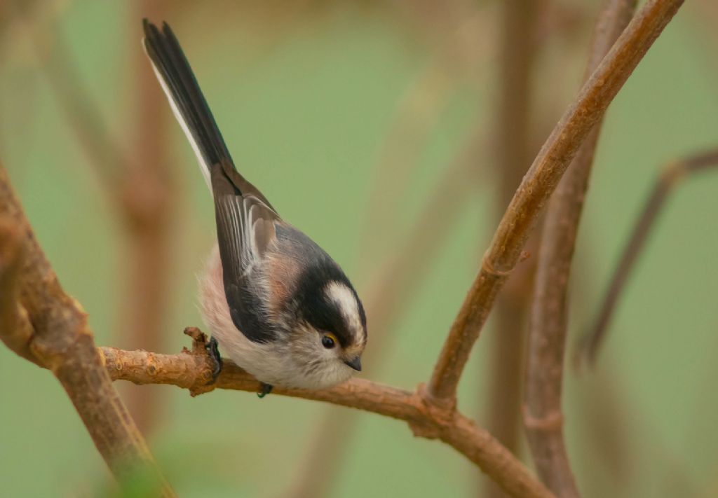 Il mio primo codibugnolo
